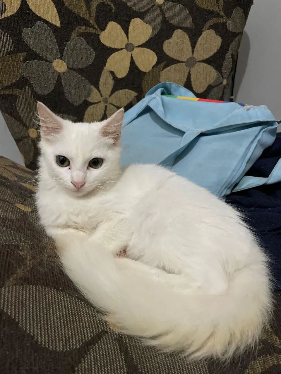 Gatinha para adoção responsável,4 meses  - Foto 2