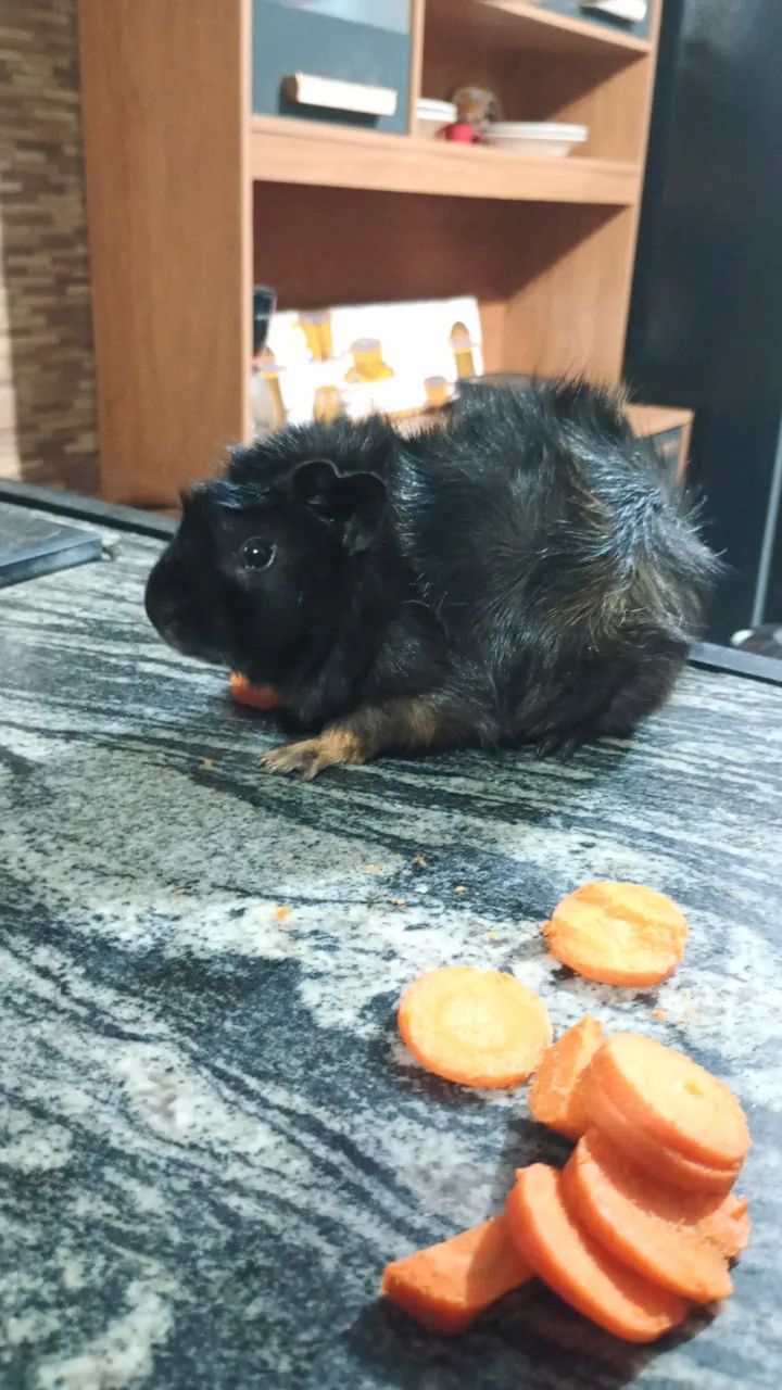 Porquinho da índia - Foto 3