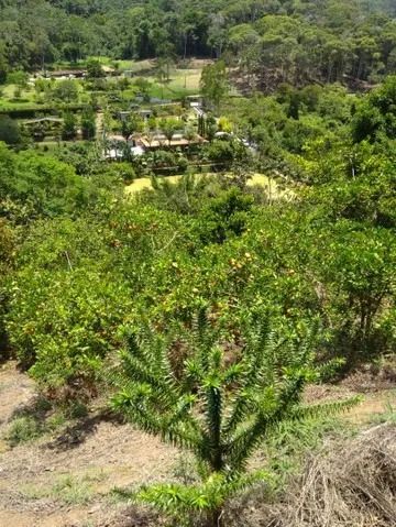 Excelente sítio para venda, com excelente localização !!! - Foto 2