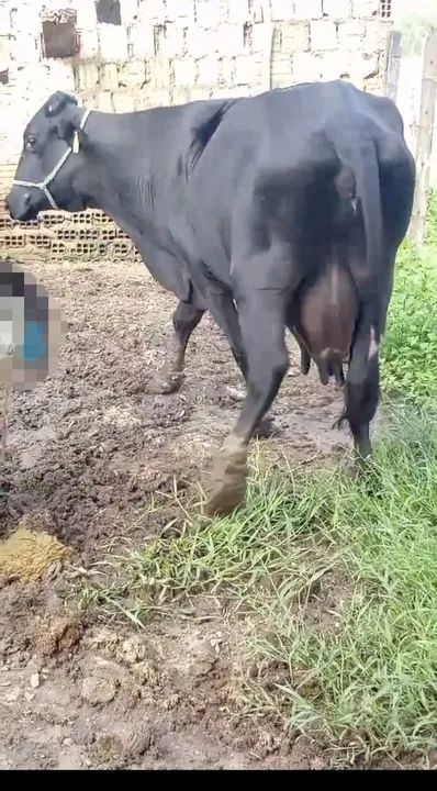 Vendo 2 vacas muito boas. - Foto 2