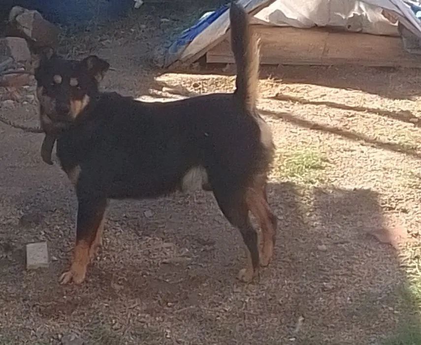Cachorro Adulto para Adoção