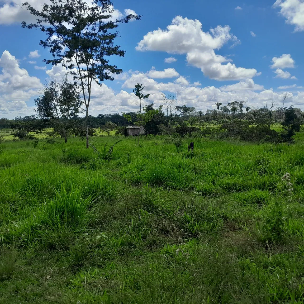 Vende se uma chácara na álcool Braz no 16 km ramal jarina ramal tem acesso de inverno a v