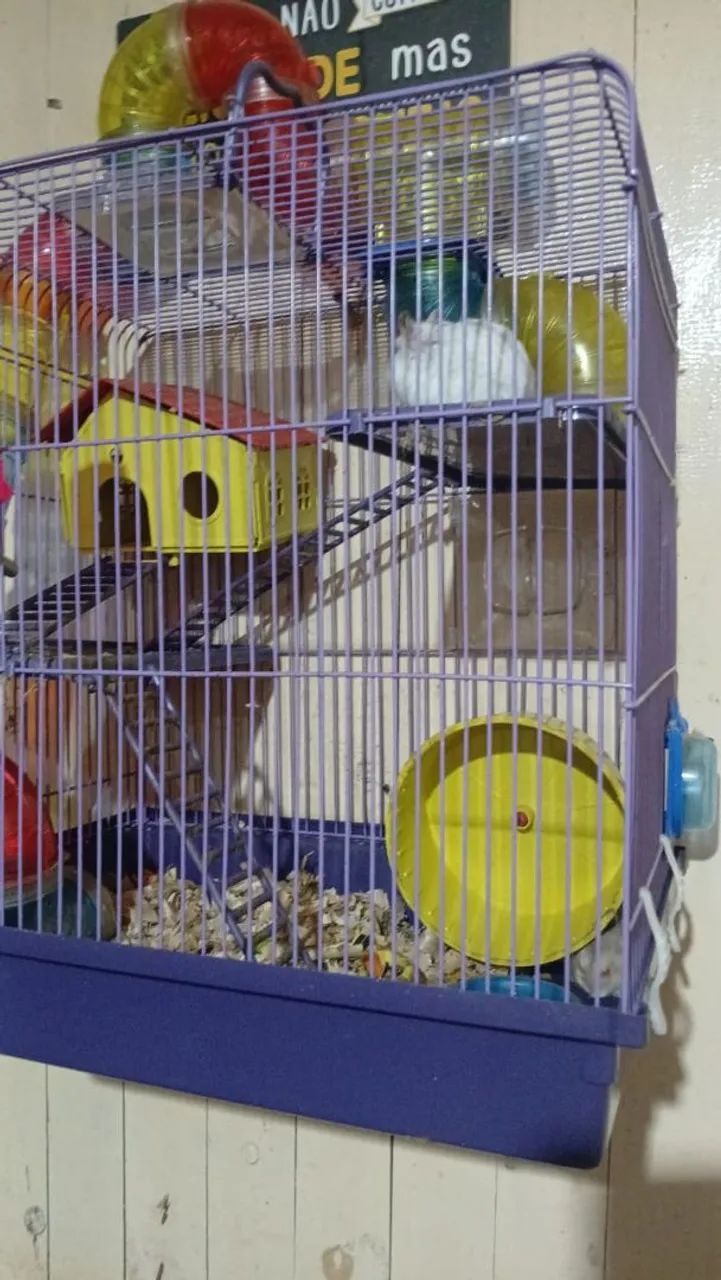 Casal de  hamister com a gaiola 