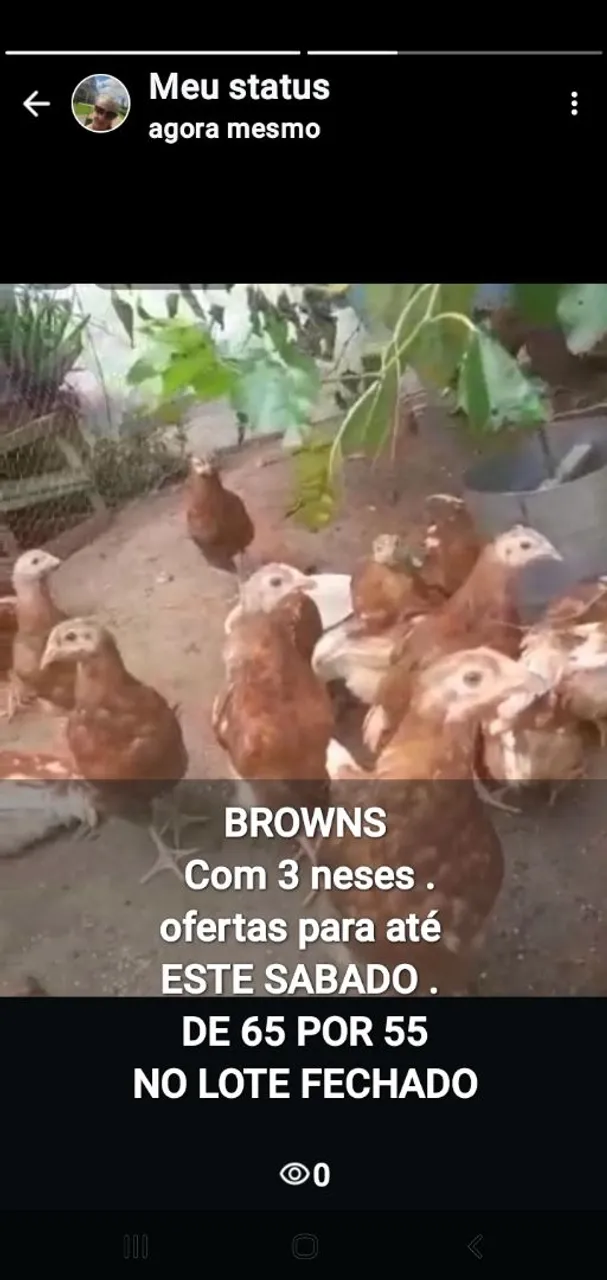 Galinhas Brown com 3 meses GalosGlc - Oferta Imperdível!
