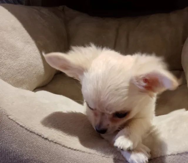 Cãozinho fofurinhos babes  para sua Família Chihuahua  - Foto 2