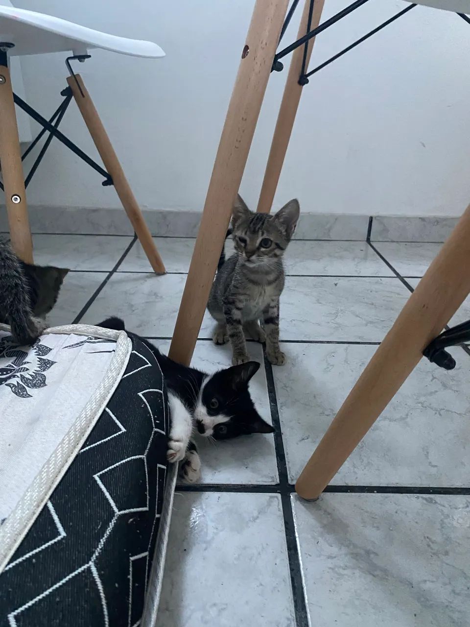 2 gatinhos filhotes  - Foto 3