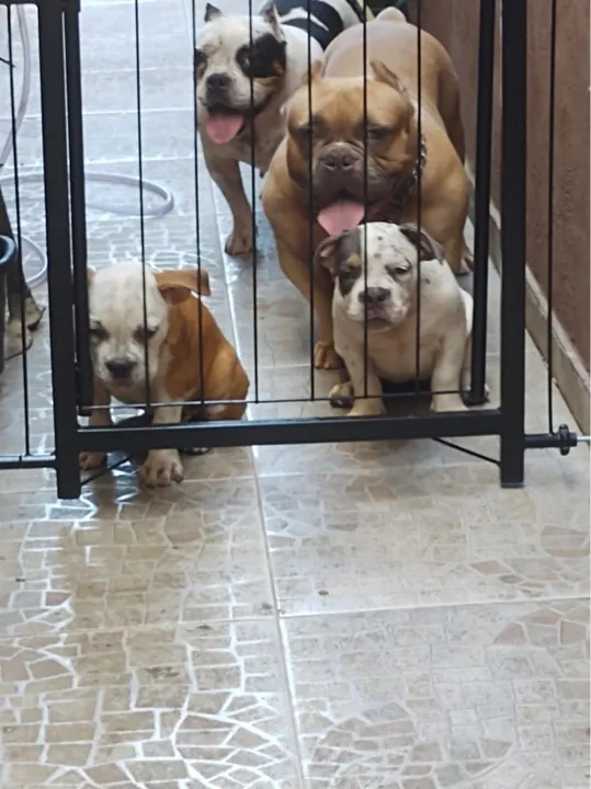 2 Filhotes de American Bully Pocket
