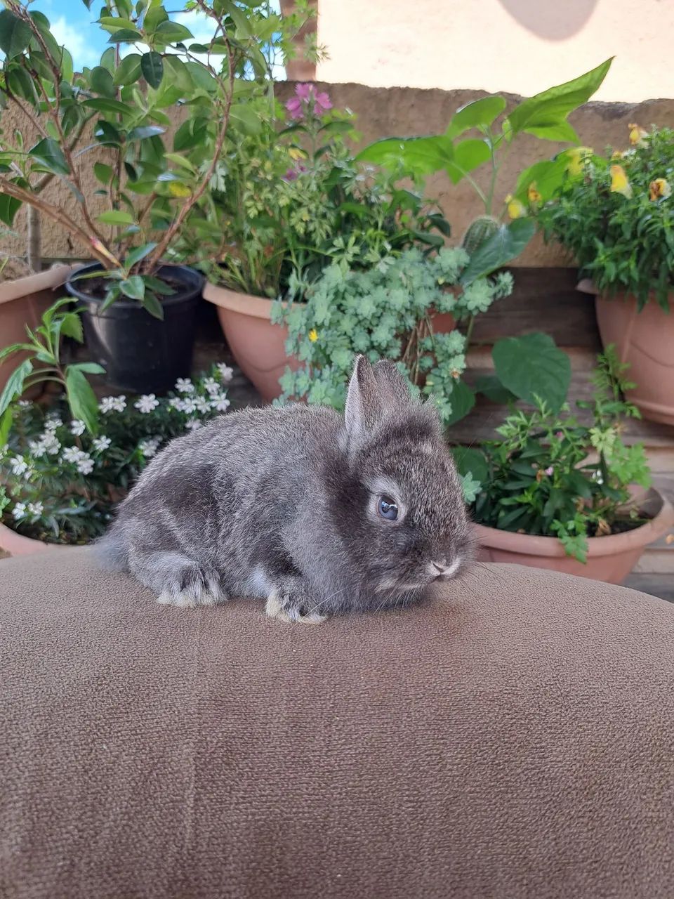 Mini lion filhotes fofos - Foto 5