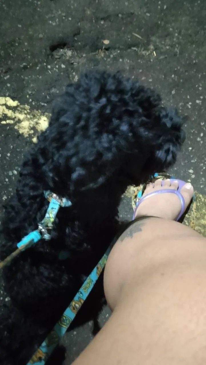 Vende-se poodle 