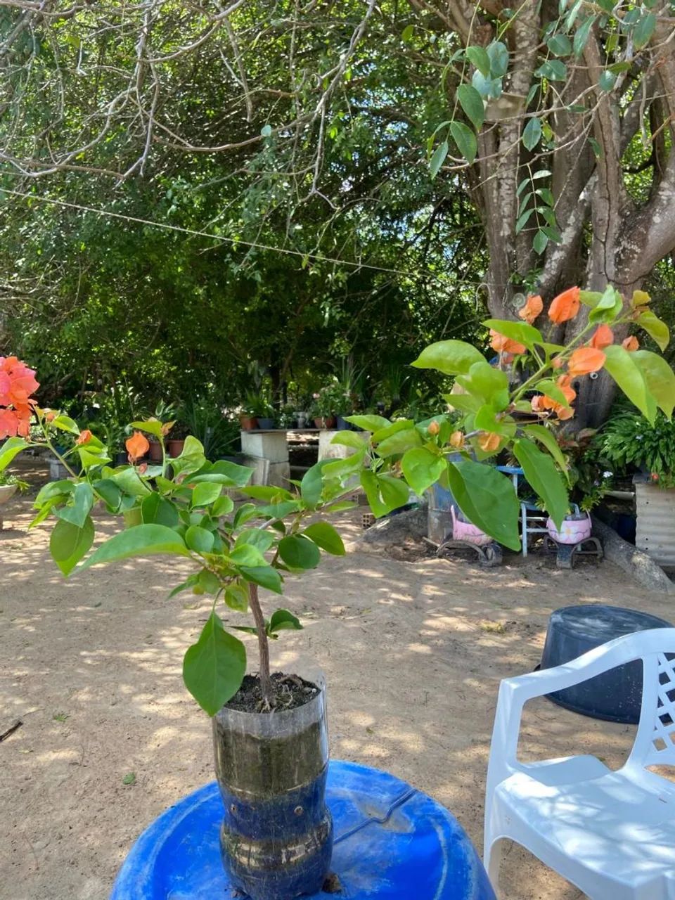 Plantas bougainvillea  - Foto 4