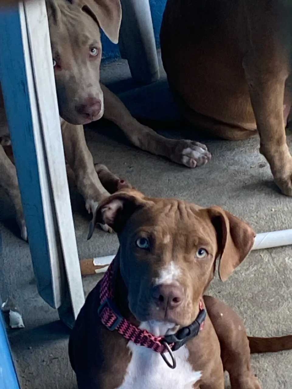 Filhotes de Pitbull disponível 