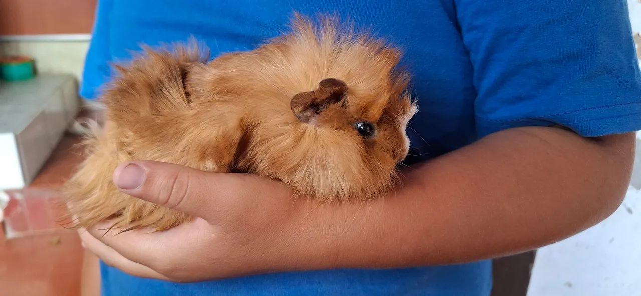 Porquinho da india peludinho  - Foto 4