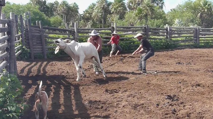 FAZENDA PROXIMA A PORTO MURTINHO - MS - Foto 5