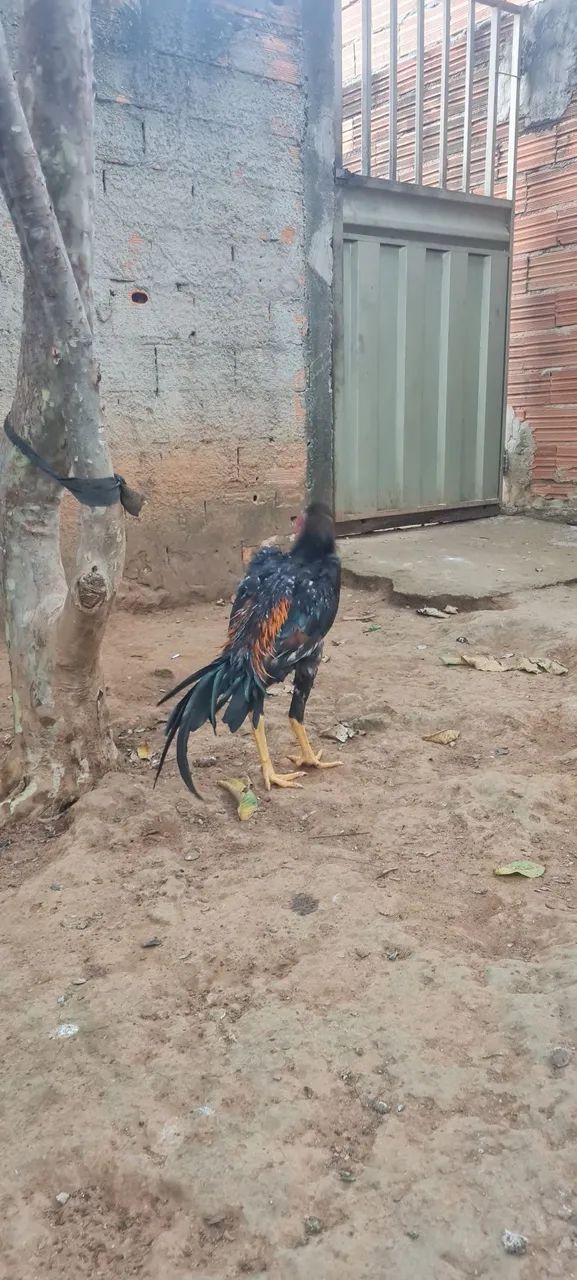 Frango novo 5 meses  - Foto 4