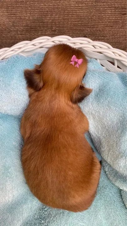 Filhotes Shih Tzu fígado disponíveis  - Foto 4