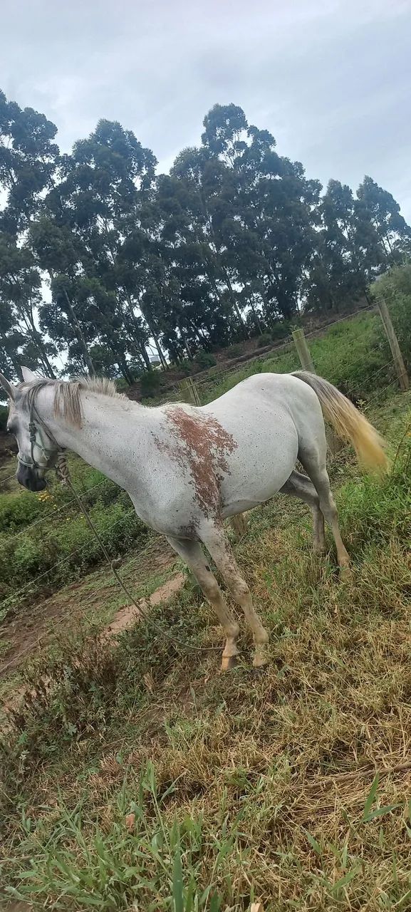Vendo cavalo de montaria bagual arábi - Foto 2