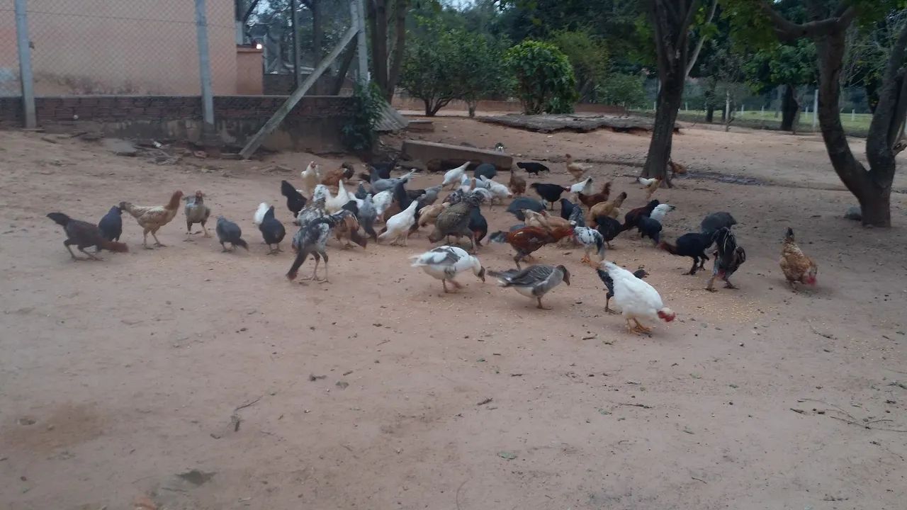 Frangos e Galinhas para venda