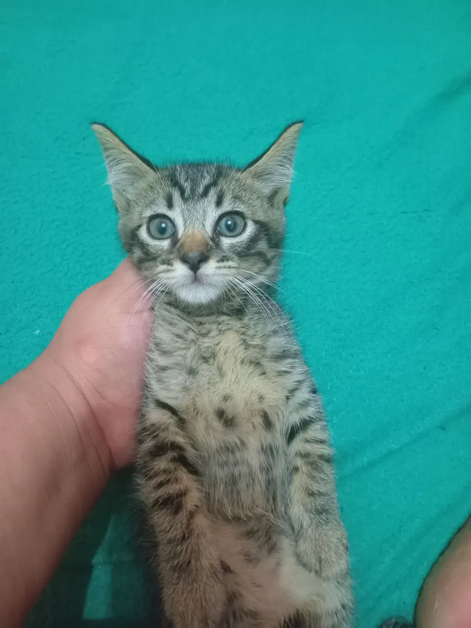 Gatinho filhote para adoção