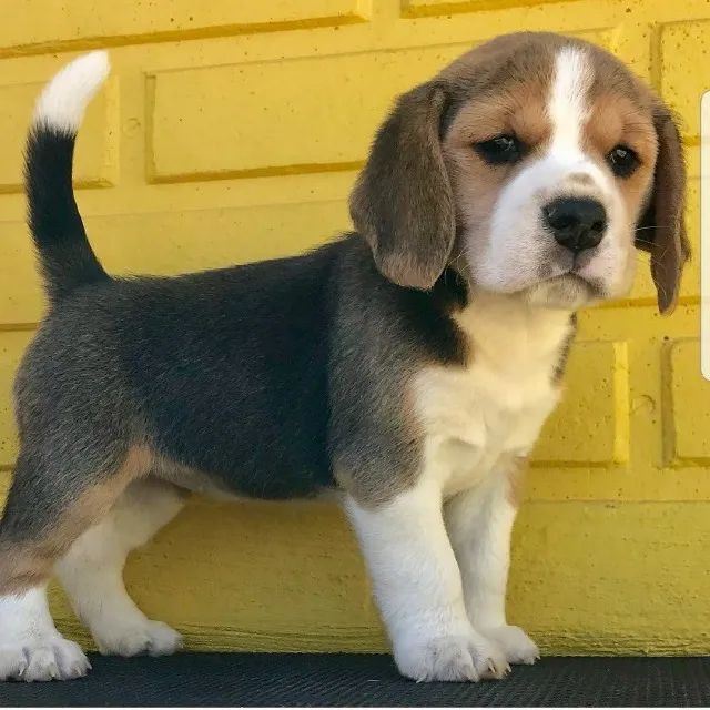 Beagle 13 polegadas, bicolor e tricolor, com suporte veterinário gratuito!