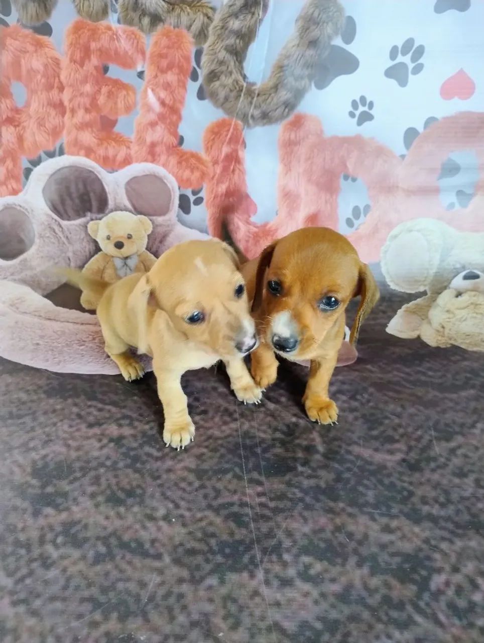 Lindas filhotes fêmeas de Basset Teckel 