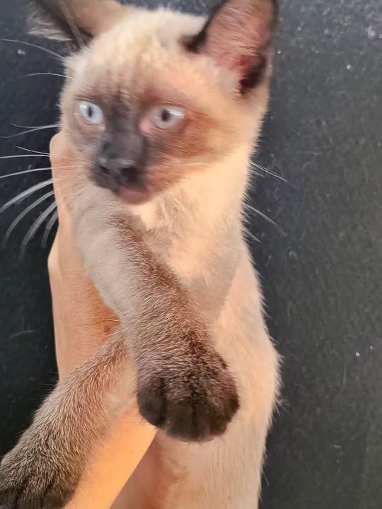 Gatinho Siamês disponível  - Foto 3