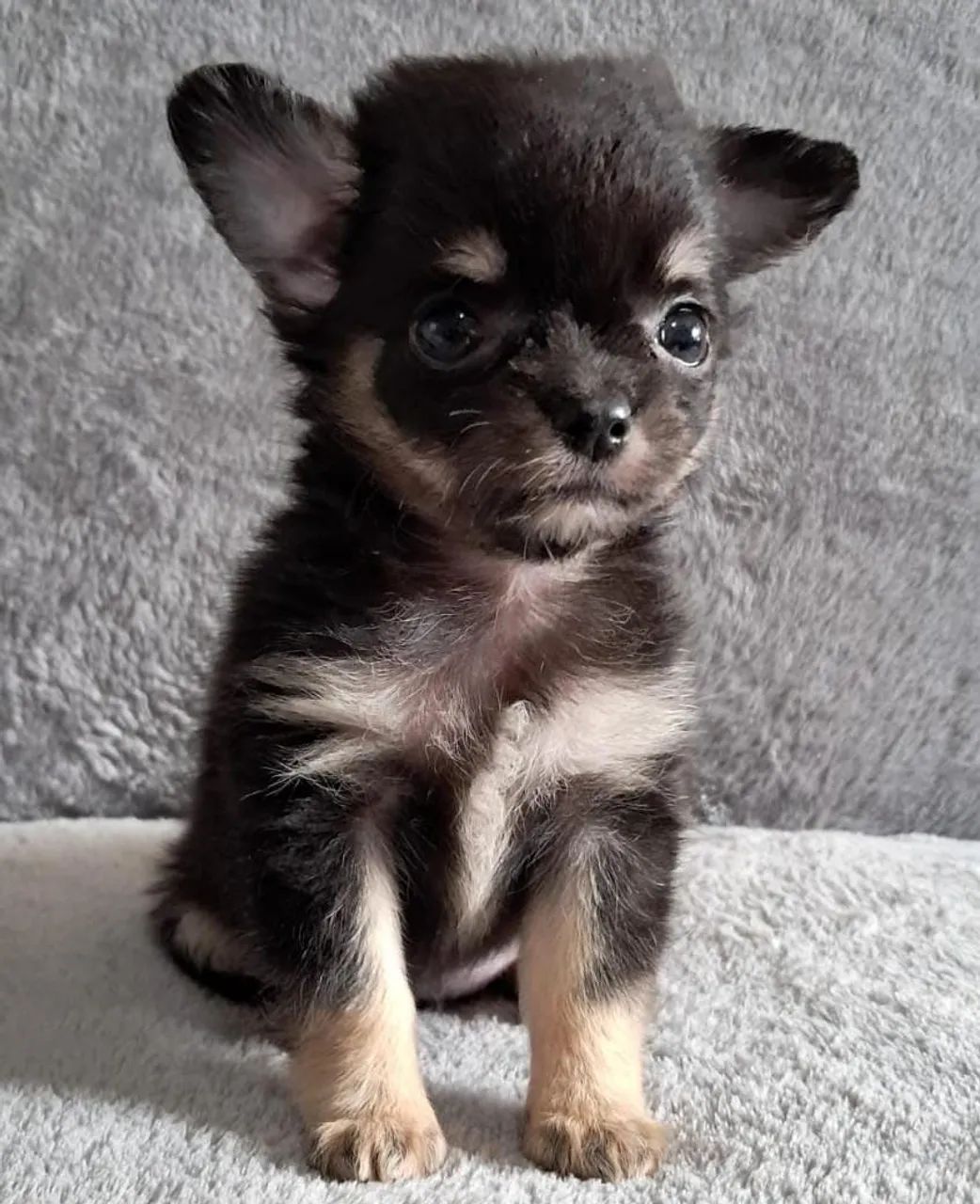 Chihuahua fêmea com vacina importada - Foto 3