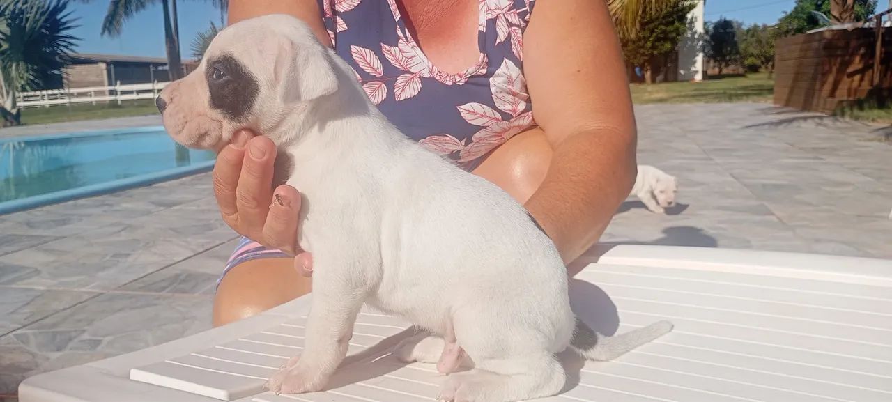 Machos de DOGO ARGENTINO - Foto 2