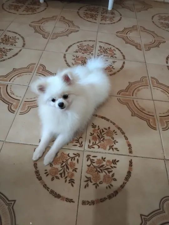 Fofurinha com Desconto Imperdivel!!! - Foto 4