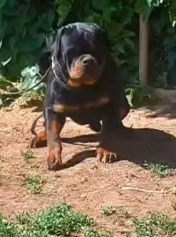 Rottweiler de Origem Leste Europeu - Informações via WhatsAp