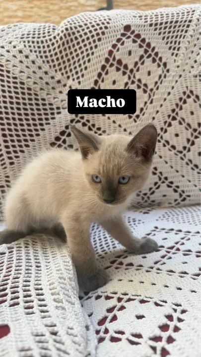 Gatinhos siameses puros  - Foto 3