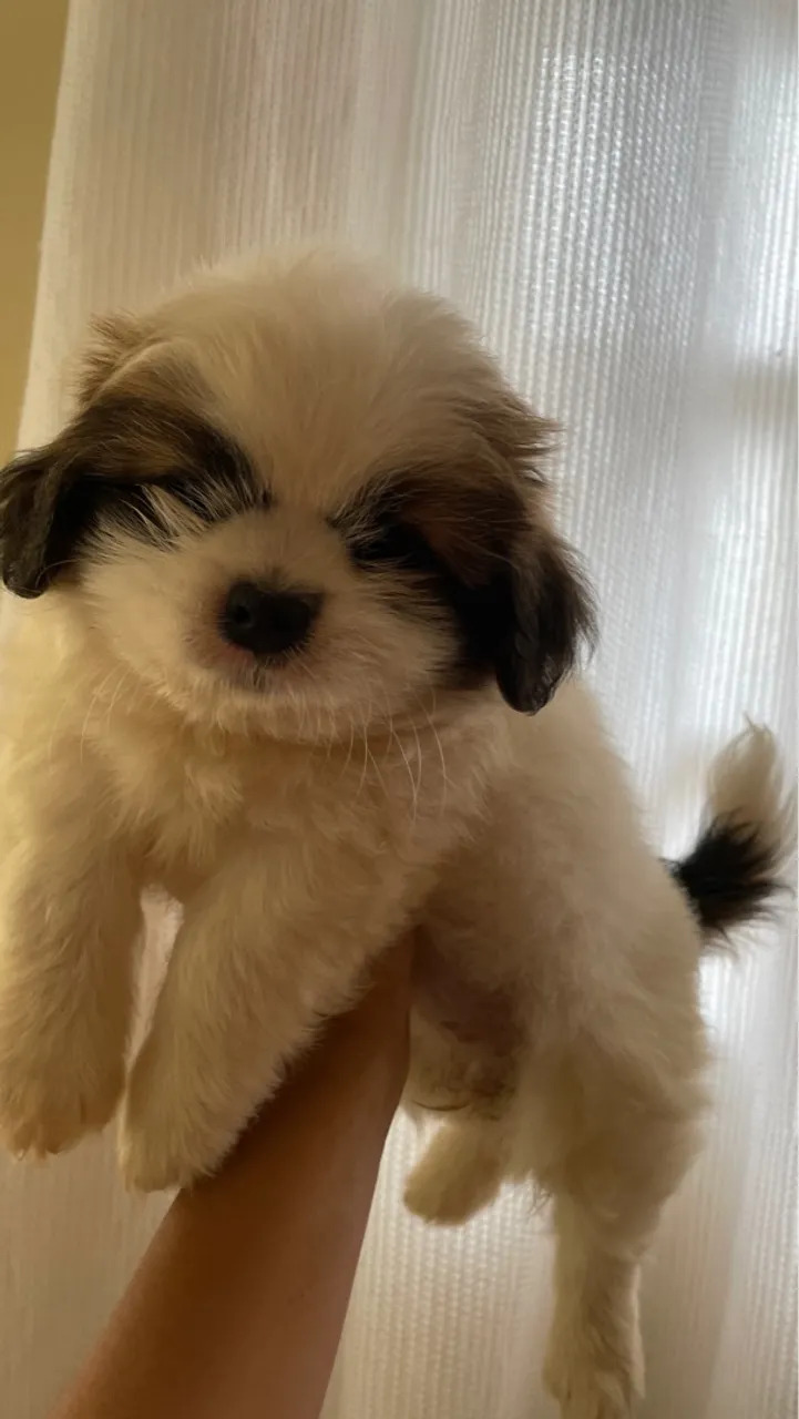 Filhote Shih Tzu fêmea- Pelúcia de Amor!