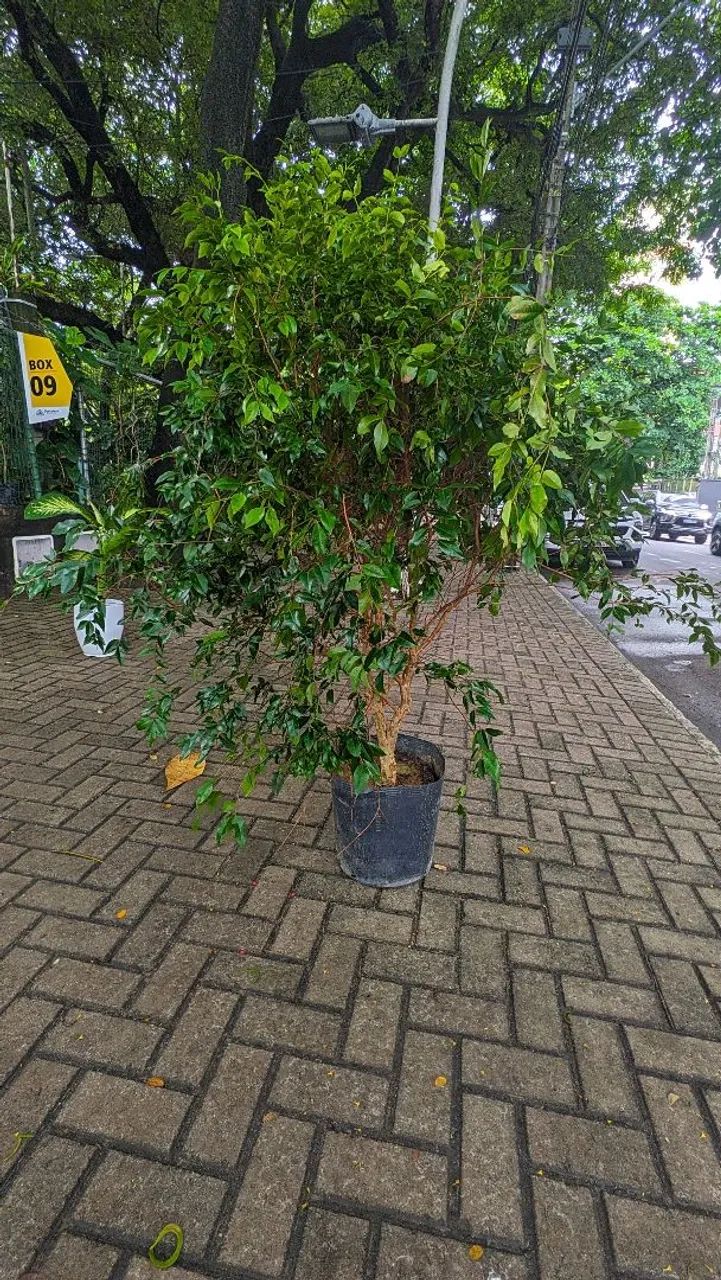 Jaboticabeira Híbrida  - Foto 2
