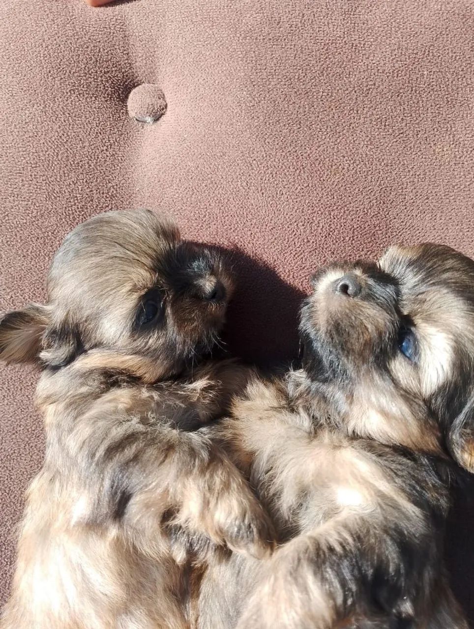 Filhote de lhasa apso  - Foto 3