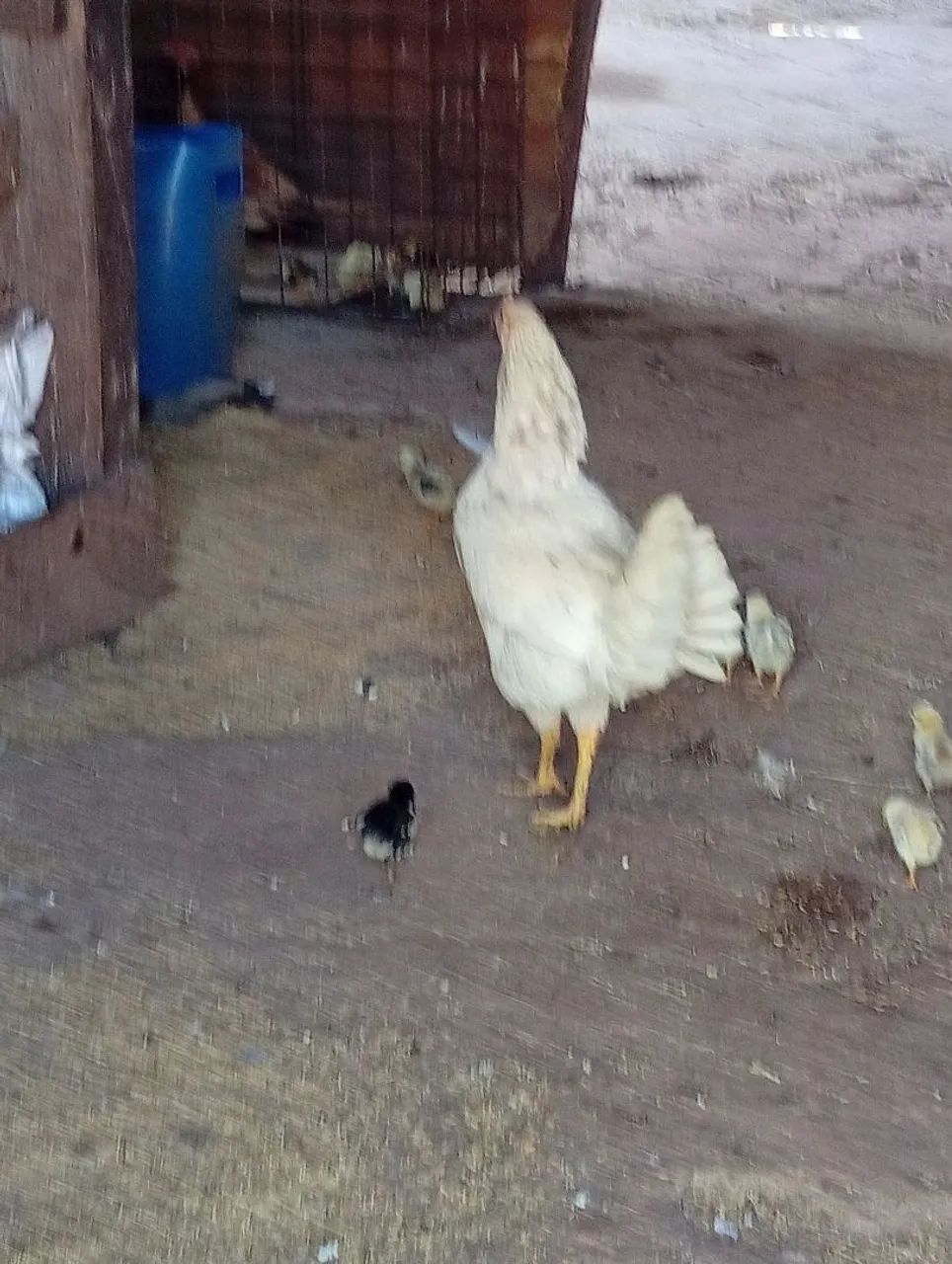 Galinhas caipira de roca - Foto 2