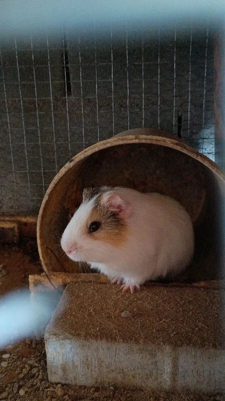 Porquinho da índia - Foto 2