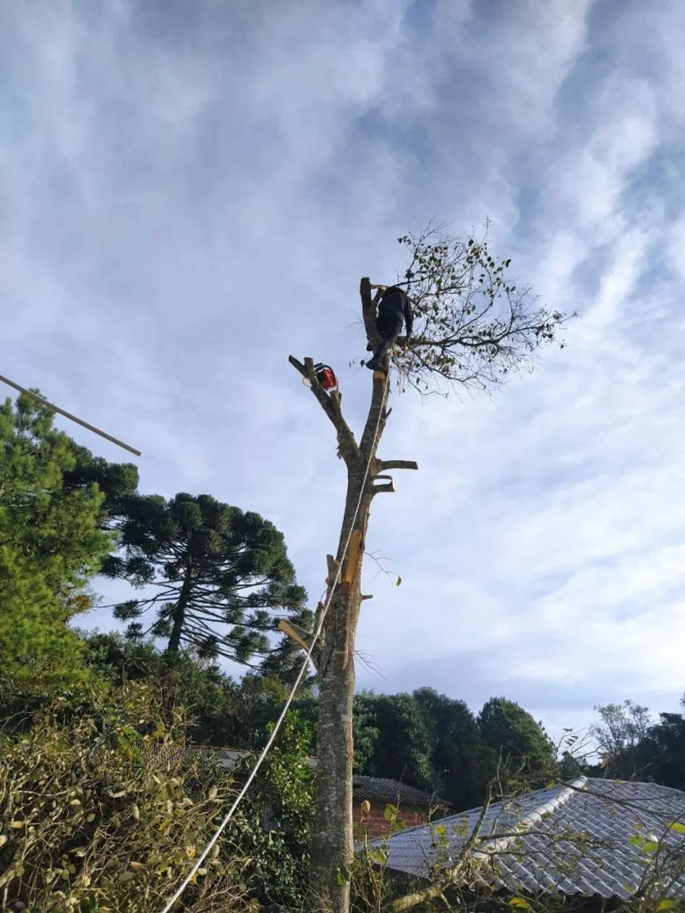Corte e poda de árvore em geral  - Foto 2