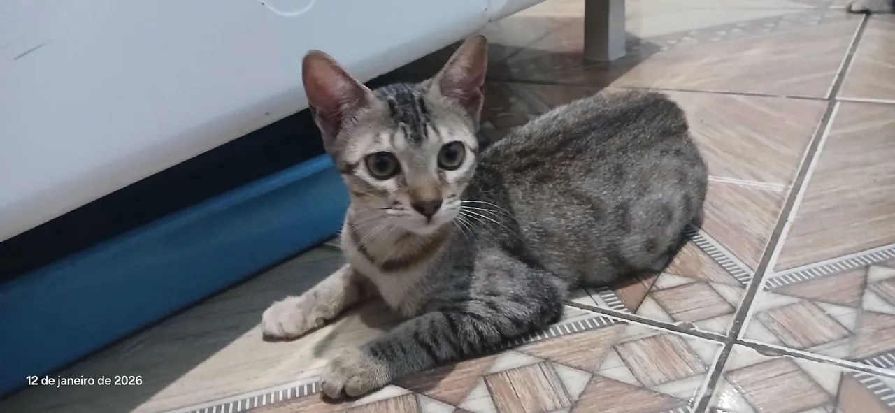 Gatos para Doação  - Foto 4