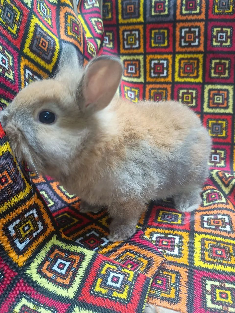 Mini coelho - minilop - mini angorá  - Foto 4