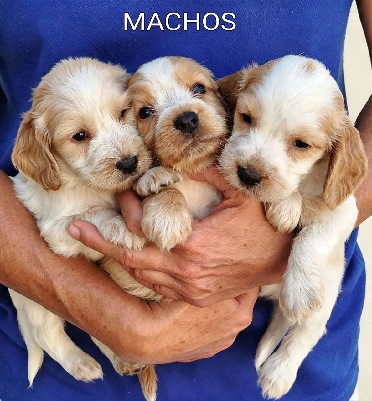 Cocker Spaniel Inglês! Machos e Fêmeas! - Foto 3