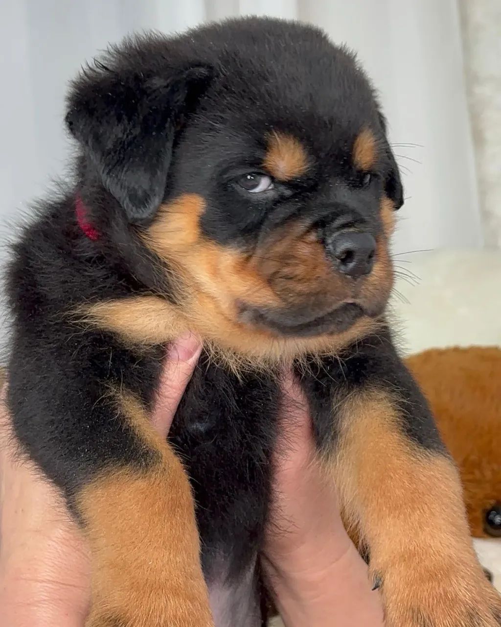 Rotweiller Touro 