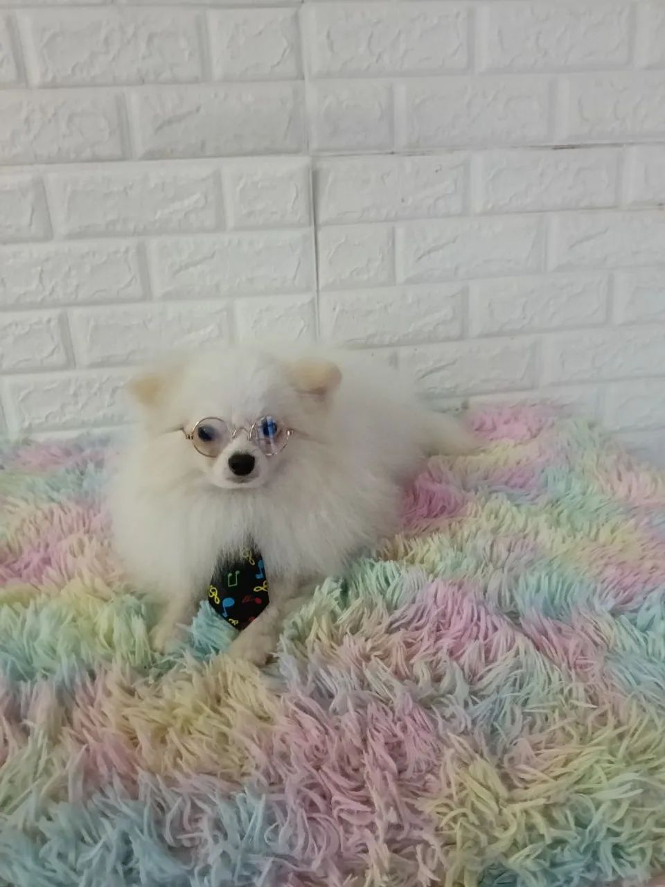 Lindo spitz macho com 9 meses