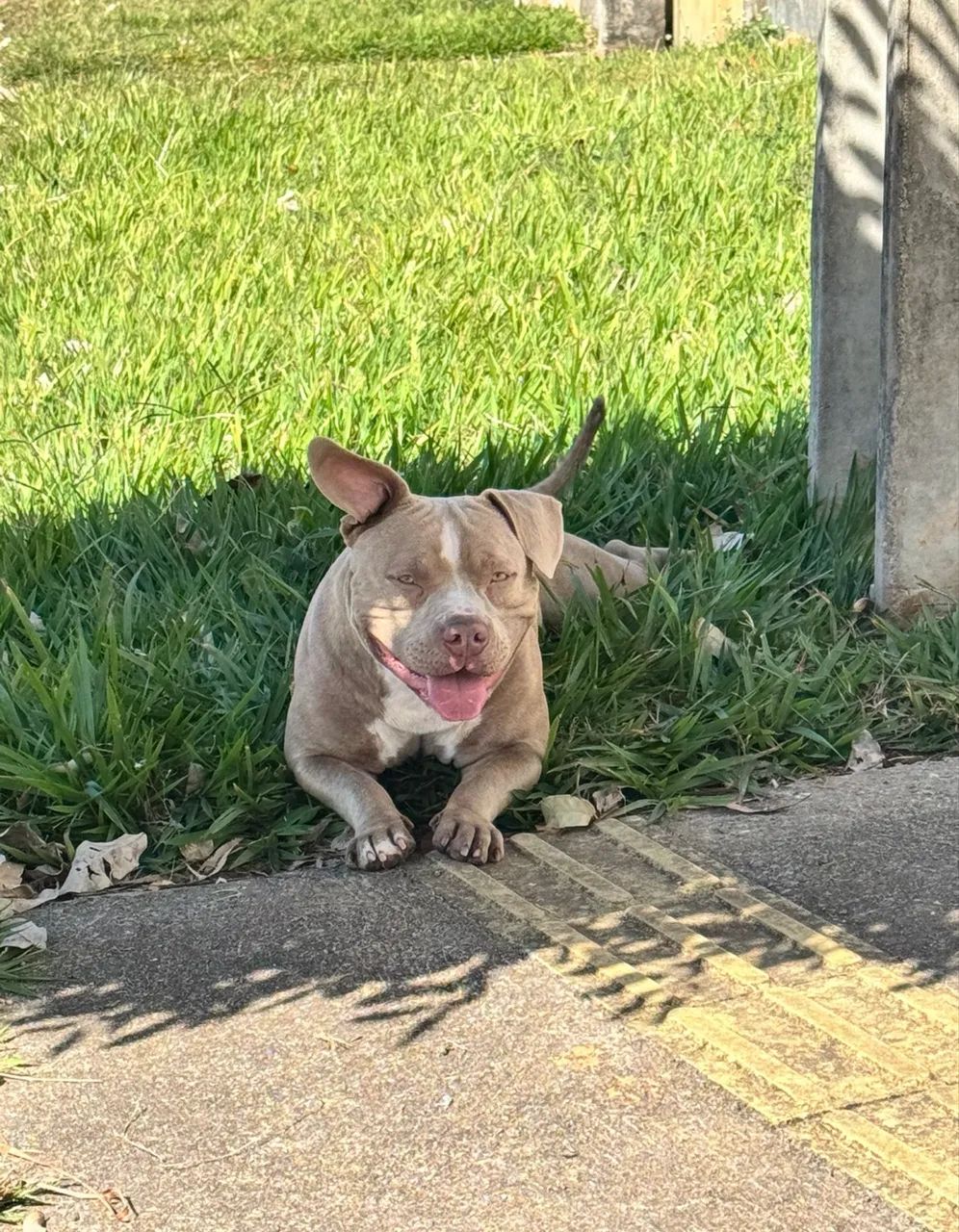 American bully - Foto 4