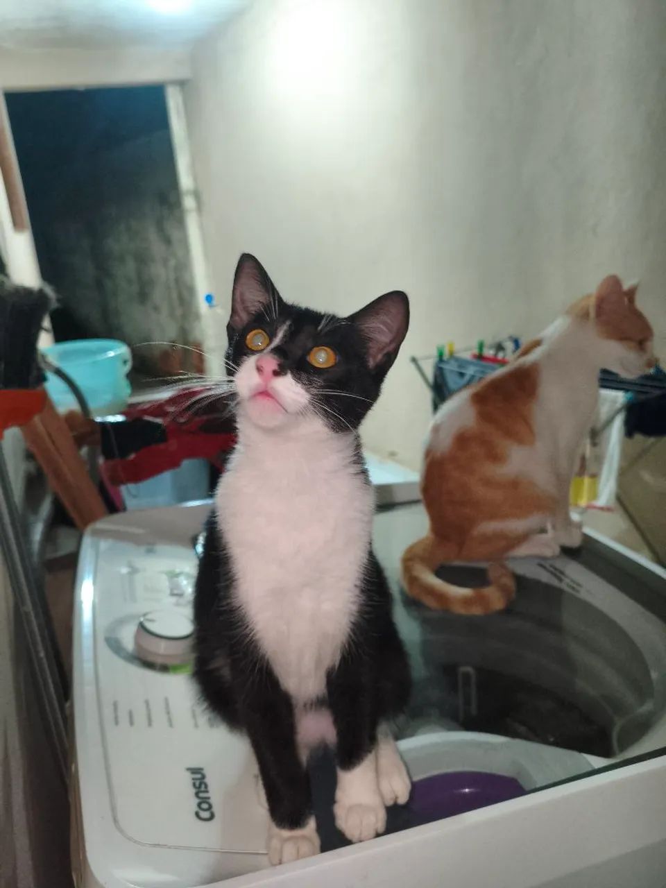 Doa-se 2 lindos gatinhos - Foto 2