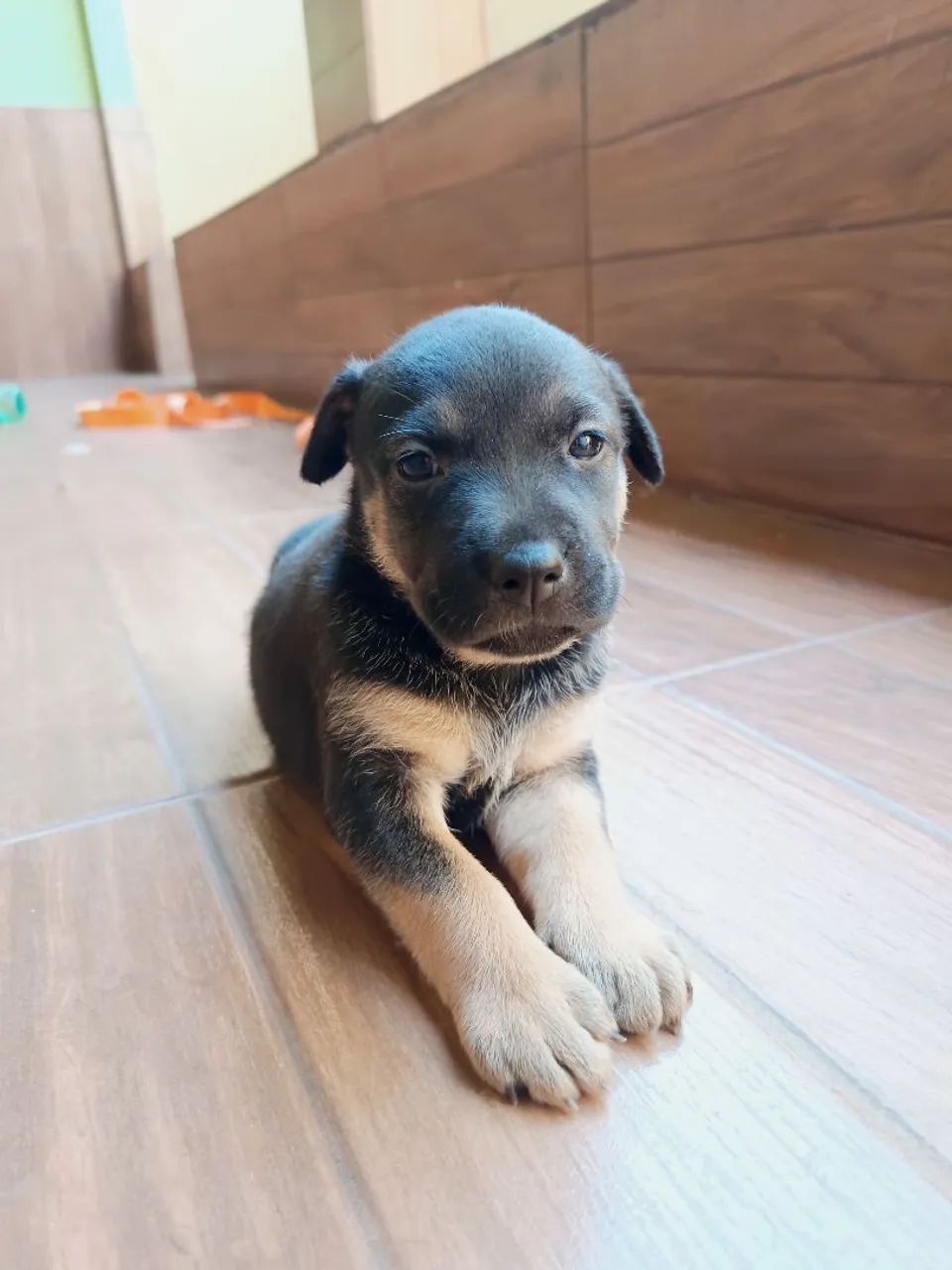 Doação de cachorro  - Foto 4
