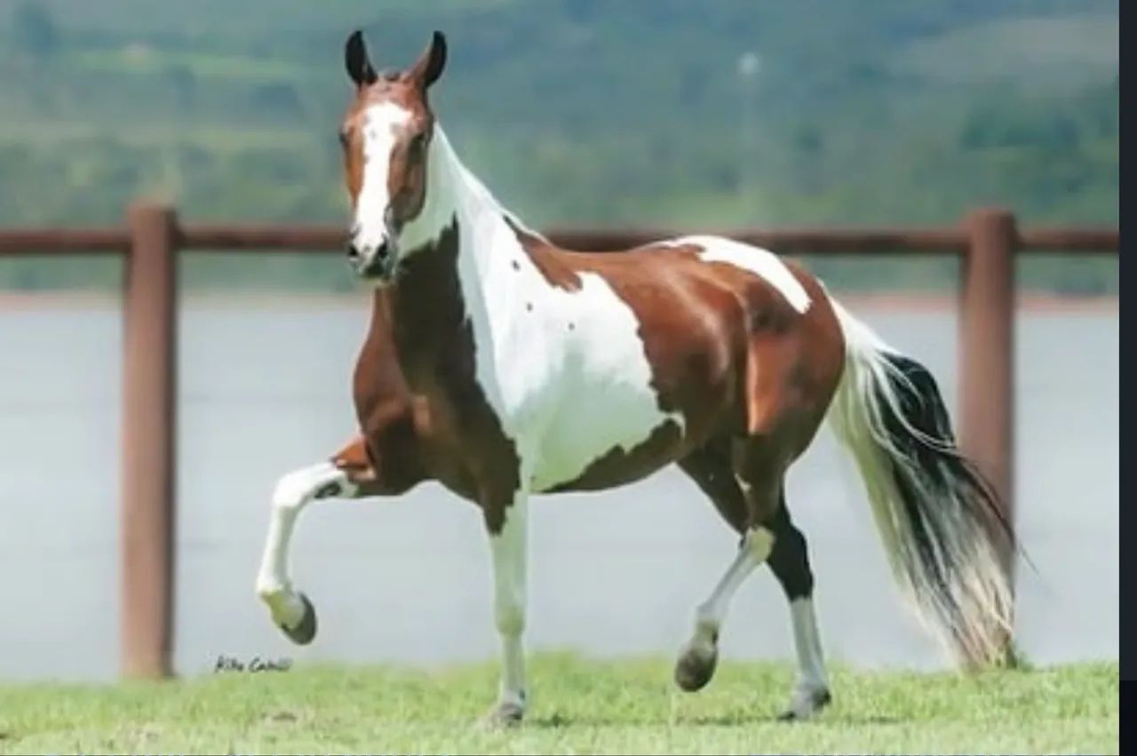 Vendo égua mangalarga marchador de pista !