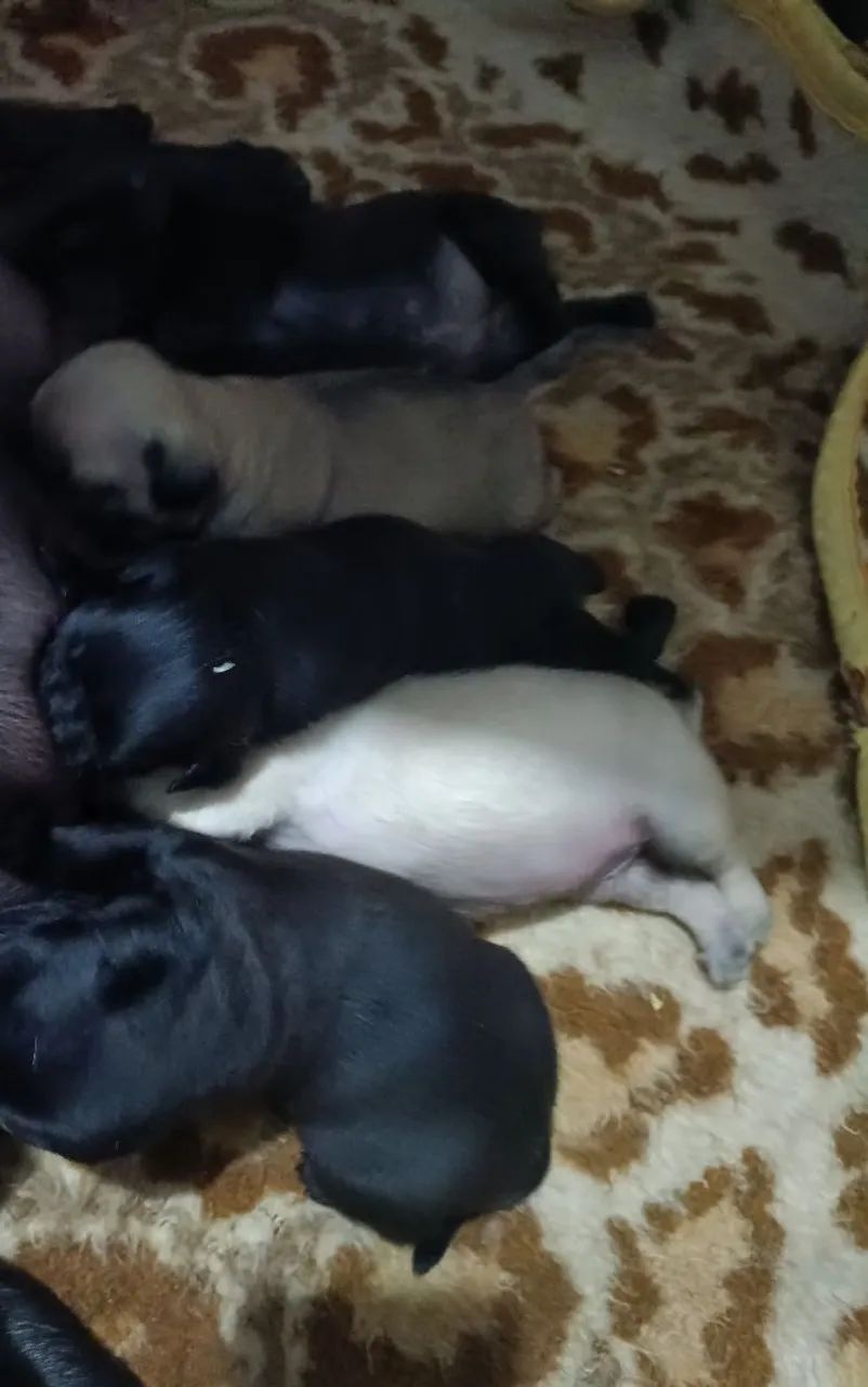 Filhotes pug - Foto 3