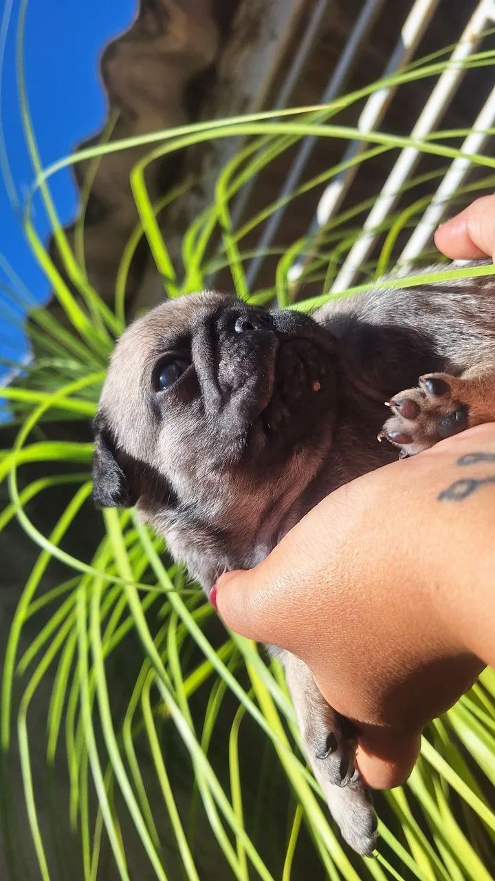 Filhotes de pug - Foto 2