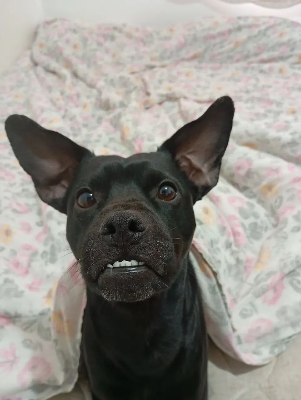 Doação de cachorro - Foto 2