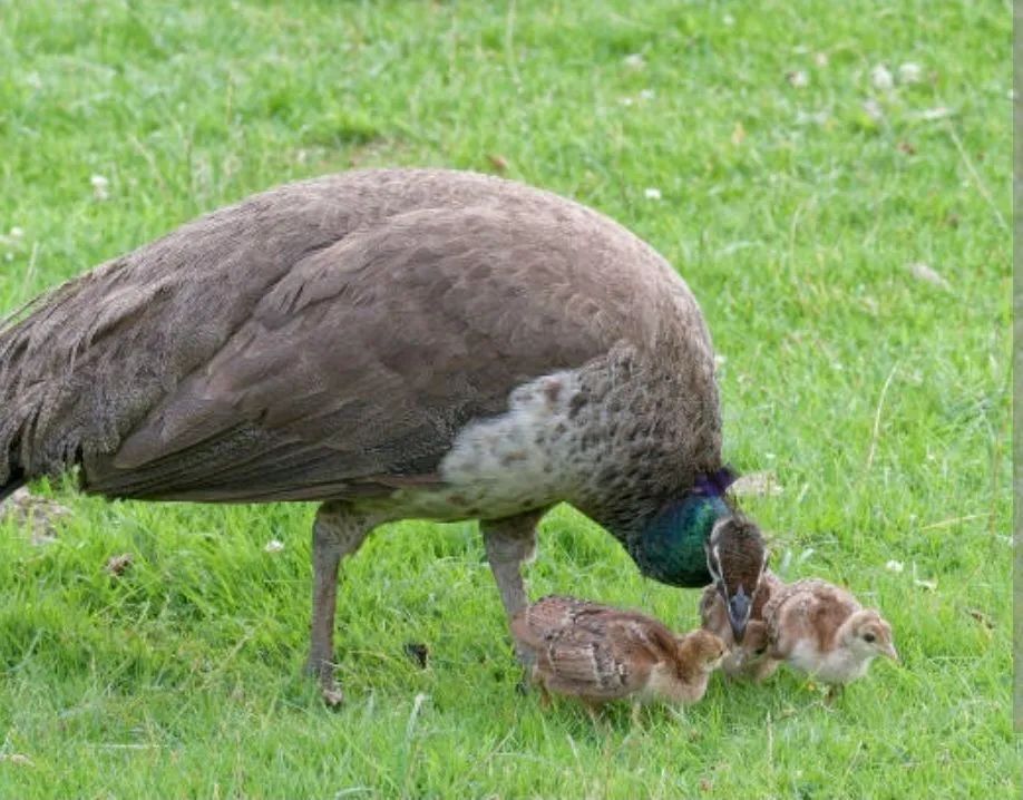 Pavo - Foto 2