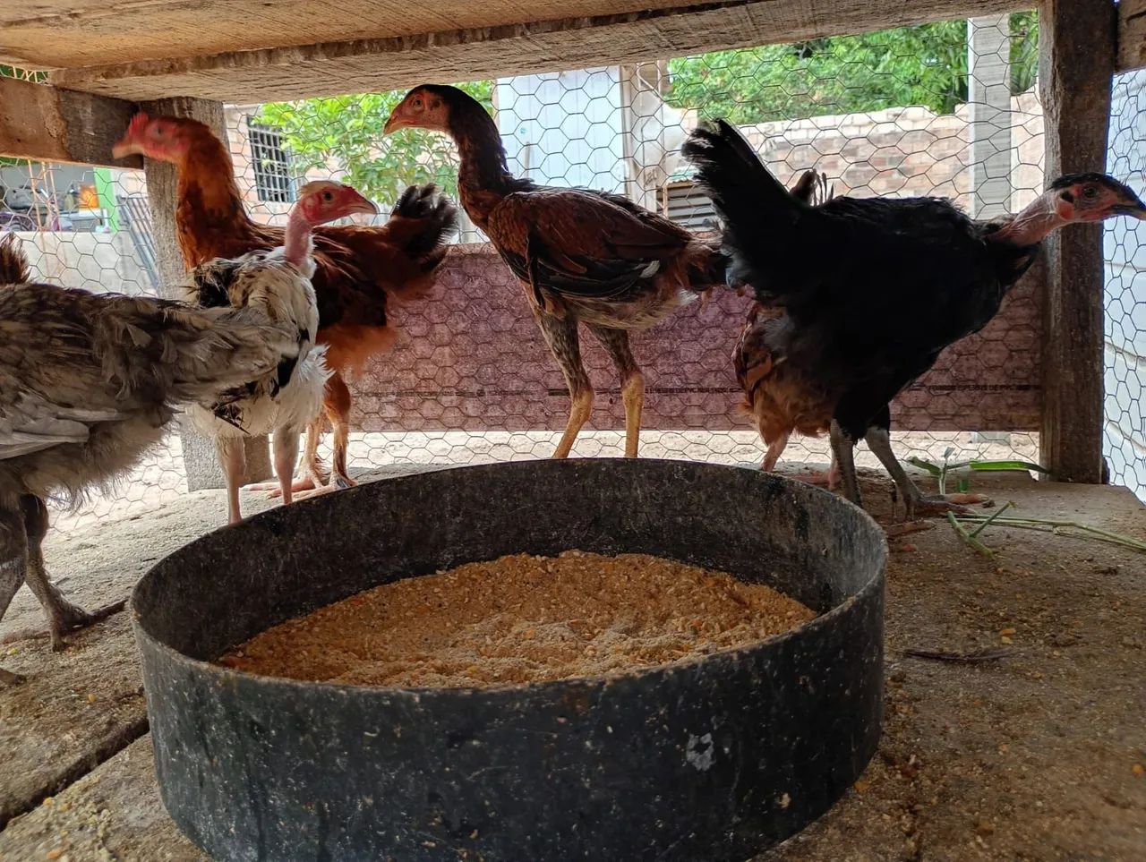Vende se galinhas e galo, carioca e comum 